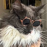 cat, sunglasses, fluffy, gray_fur, white_fur, long_hair, whiskers, ears, pet, animal, portrait, close_up, fashion, accessory, funny, indoor, face, nose, glamorous, photography