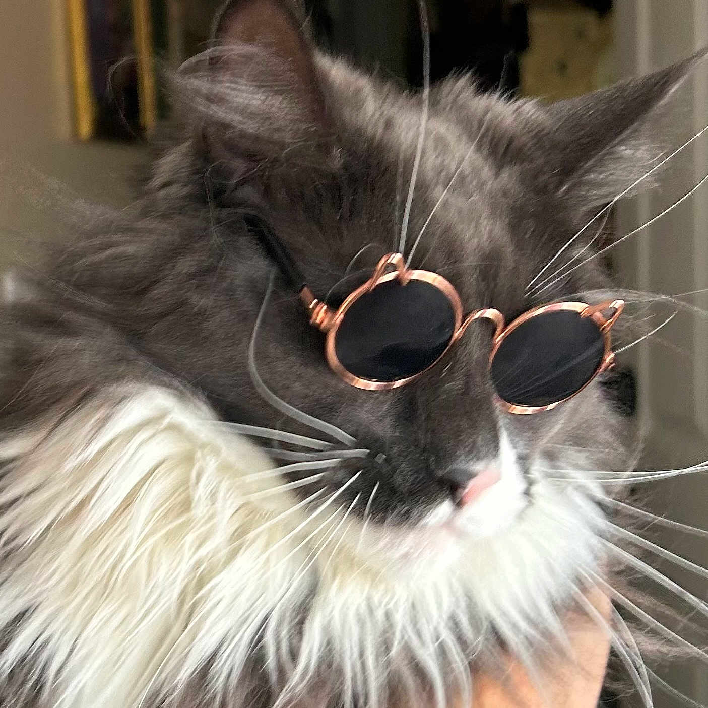 Priscilla is registered to the contest to win money with this photo: cat, sunglasses, fluffy, gray_fur, white_fur, long_hair, whiskers, ears, pet, animal, portrait, close_up, fashion, accessory, funny, indoor, face, nose, glamorous, photography