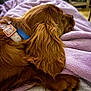 dog, puppy, golden_retriever, sleeping, blanket, purple_blanket, collar, fur, indoor, cozy, pet, resting, soft_texture, close_up, relaxation, animal, paw, warm_light, living_room, blurred_background
