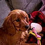 Lady is registered to the contest to win money with this photo: dog, golden_retriever, puppy, toy, rope_toy, plush_toy, blanket, red, black, checkered, couch, furniture, indoor, pet, animal, brown_fur, cute, young, face, ears