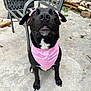 dog, black_dog, pink_bandana, bows, outdoor, patio, concrete, chair, garden, pet, animal, cute, sitting, looking_up, ears, fur, canine, domestic_animal, playful, adorable