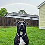 Clara joined the competition — help win amazing prizes! dog, black_dog, white_chest, collar, dog_tag, grass, yard, fence, house, rainbow, sky, cloudy, outdoor, pet, animal, portrait, sitting, nature, backyard, greenery
