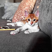 Queso is registered to the contest to win money with this photo: cat, kitten, orange_and_white, pet, animal, feline, couch, sofa, cushions, indoor, home, relaxed, lying_down, front_paws, wide_eyed, adorable, portrait, close_up, gray_fabric, pencil