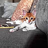 cat, kitten, orange_and_white, pet, animal, feline, couch, sofa, cushions, indoor, home, relaxed, lying_down, front_paws, wide_eyed, adorable, portrait, close_up, gray_fabric, pencil