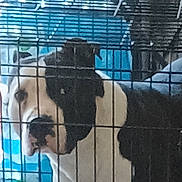 Pablo joined the competition — help win amazing prizes! dog, crate, cage, black_and_white, pet, animal, indoor, bars, looking, calm, furniture, blanket, metal, resting, domestic, canine, house, background, closeup, portrait