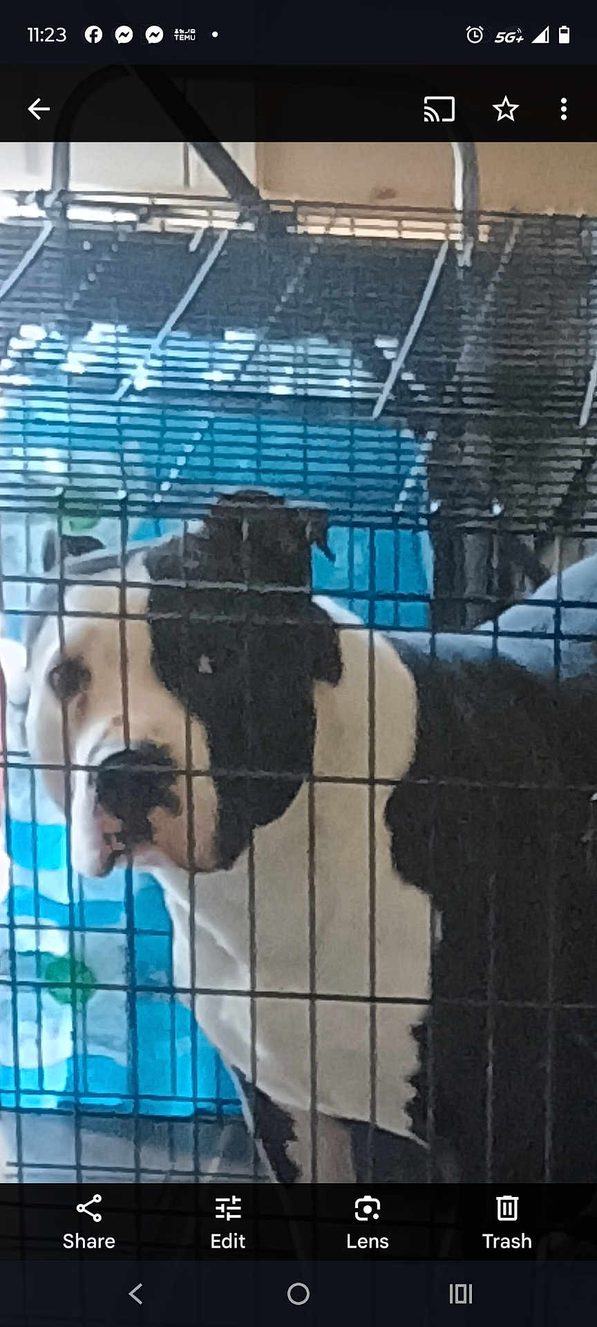 Pablo joined the competition — help win amazing prizes! dog, crate, cage, black_and_white, pet, animal, indoor, bars, looking, calm, furniture, blanket, metal, resting, domestic, canine, house, background, closeup, portrait