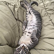 Eevee is registered to the contest to win money with this photo: adorable, animal, bed, cat, comforter, cozy, cute, domestic, ears, eyes, feline, fur, indoor, lying_down, pet, resting, sleepy, soft, tabby, whiskers