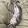 adorable, animal, bed, cat, comforter, cozy, cute, domestic, ears, eyes, feline, fur, indoor, lying_down, pet, resting, sleepy, soft, tabby, whiskers