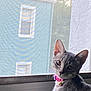 Eevee is registered to the contest to win money with this photo: animal, bell, blue_building, building, cat, collar, curious, daylight, domestic, ears, face, feline, gray_tabby, indoor, looking, pet, portrait, whiskers, window, young_cat