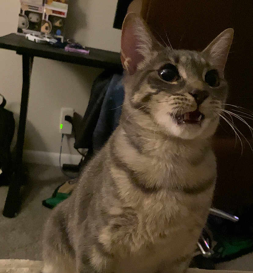 Eevee joined the competition — help win amazing prizes! animal, carpet, cat, chair, closeup, curious, domestic, ears, expression, feline, fur, indoor, mouth_open, pet, power_outlet, sitting, striped, tabby, table, whiskers
