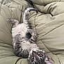 Eevee is registered to the contest to win money with this photo: belly_up, blanket, cat, comforter, cozy, cute, domestic_animal, ears, eyes, fur, gray_tabby, indoor, kitten, lying_down, paw, pet, resting, sleepy, whiskers, young