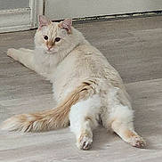 Redford joined the competition — help win amazing prizes! animal, calm, cat, cream_colored, cute, domestic_cat, ears, feline, floor, fluffy, four_legs, home, indoor, looking_back, lying_down, pets, relaxed, tail, whiskers, wooden_floor