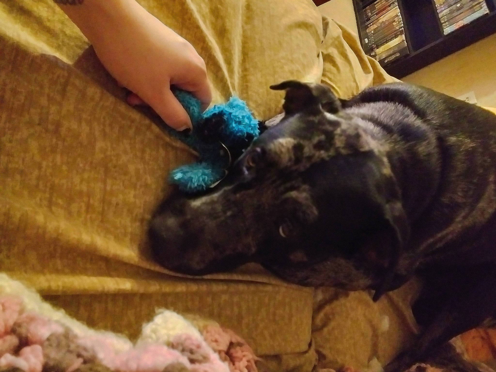 Crowley is registered to the contest to win money with this photo: carnivore, claw, comfort, companion_dog, dog, dog_breed, ear, electric_blue, fawn, felidae, fur, nail, pet_supply, small_to_medium_sized_cats, snout, tail, whiskers, working_animal, wrinkle, wrist