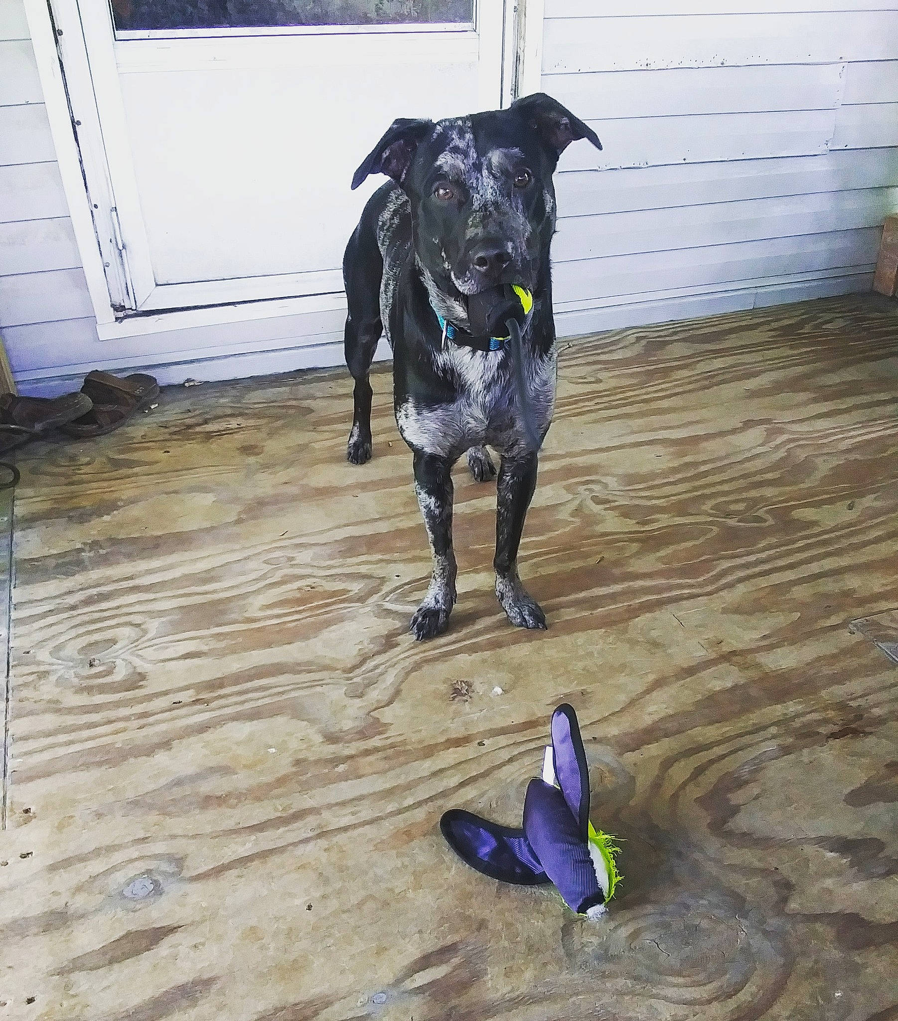 Crowley joined the competition — help win amazing prizes! butterfly, canidae, carnivore, companion_dog, dog, dog_breed, dog_supply, fawn, floor, flooring, hardwood, insect, moths_and_butterflies, personal_protective_equipment, purple, sporting_group, tail, window, wood, working_animal