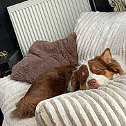 Angel a rejoint le concours — aidez-le/la à gagner de superbes lots ! dog, sleeping, couch, brown, white, plush, pillow, indoor, radiator, furniture, cozy, pet, relaxing, fur, home, resting, living_room, blanket, comfortable, canine
