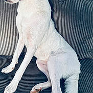 Rina a rejoint le concours — aidez-le/la à gagner de superbes lots ! animal, calm, canine, couch, cozy, dog, domestic_animal, fur, furniture, home, indoor, paw, pet, portrait, quiet, resting, side_view, sitting, tail, white_dog