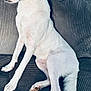 animal, calm, canine, couch, cozy, dog, domestic_animal, fur, furniture, home, indoor, paw, pet, portrait, quiet, resting, side_view, sitting, tail, white_dog