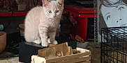 Xena participe au concours pour gagner de l'argent avec cette photo : animal, box, brick, cardboard, carton, cat, computerhardware, electronics, face, hardware, head, indoors, kitten, manx, monitor, person, pet, plant, pottedplant, screen