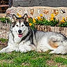 animal, canine, dog, ears, flower_bed, fur, garden, grass, husky, mammal, nature, outdoor, pet, relaxed, snout, stone_wall, summer, sunlight, tongue_out, yellow_flowers