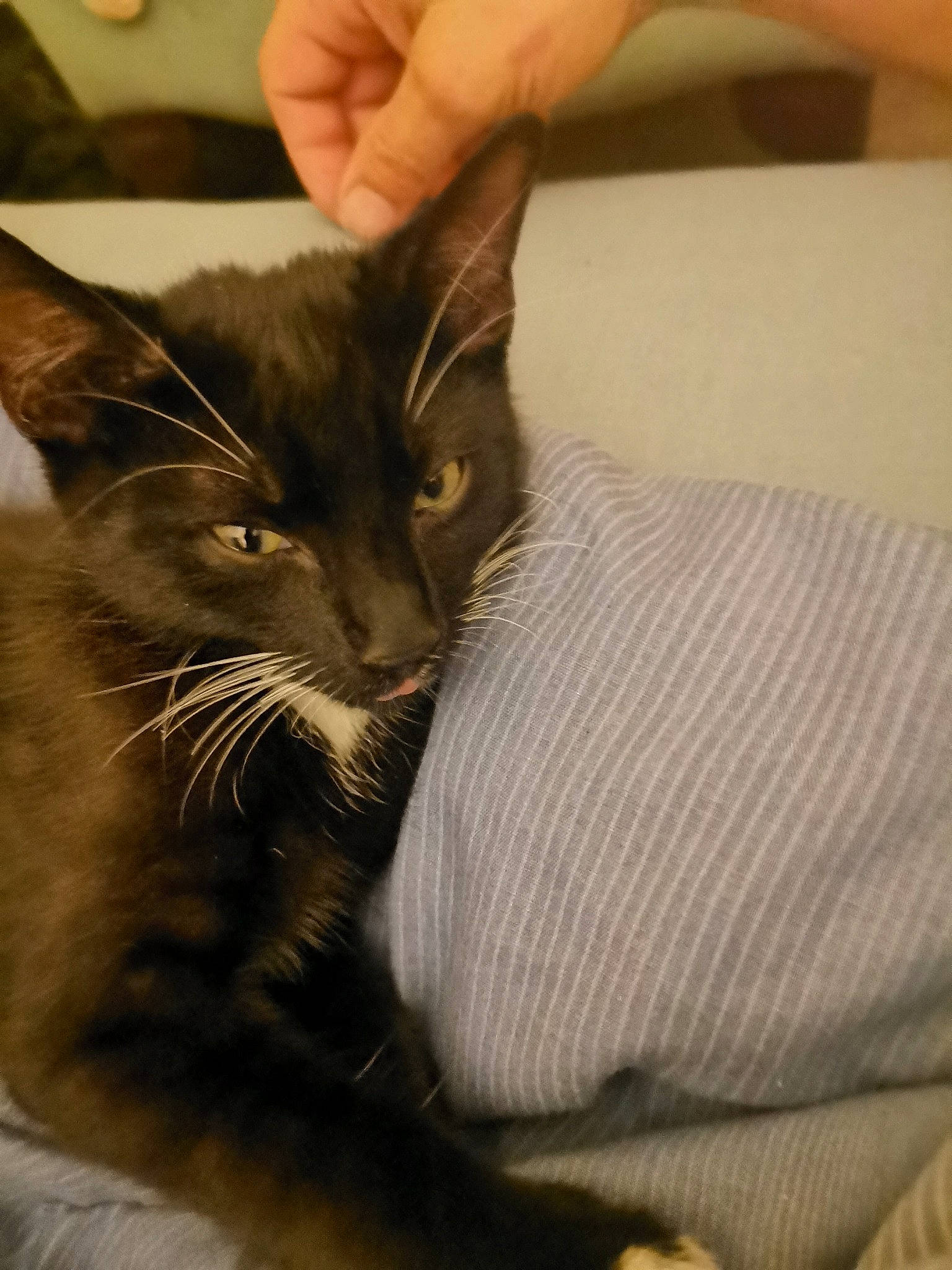 Cseste joined the competition — help win amazing prizes! black_cat, carnivore, cat, claw, comfort, domestic_short_haired_cat, ear, felidae, fur, gesture, nail, small_to_medium_sized_cats, snout, thumb, whiskers, wrist