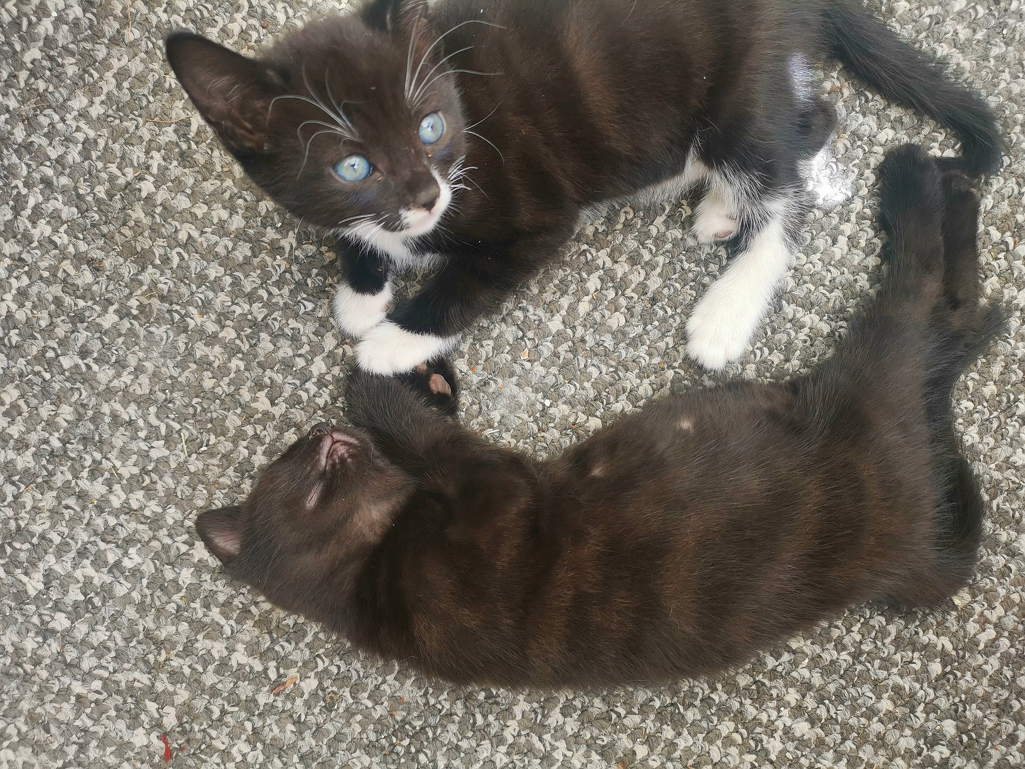 Cseste is registered to the contest to win money with this photo: black_cat, carnivore, cat, claw, comfort, dog_breed, domestic_short_haired_cat, felidae, fur, grey, paw, small_to_medium_sized_cats, tail, terrestrial_animal, whiskers