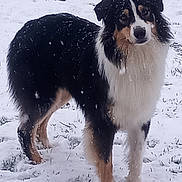 Ulysse participe au concours pour gagner de l'argent avec cette photo : dog, snow, outdoor, animal, fur, black, white, tan, grass, winter, canine, pet, nature, cold, snowflakes, mammal, standing, looking, alert, curious