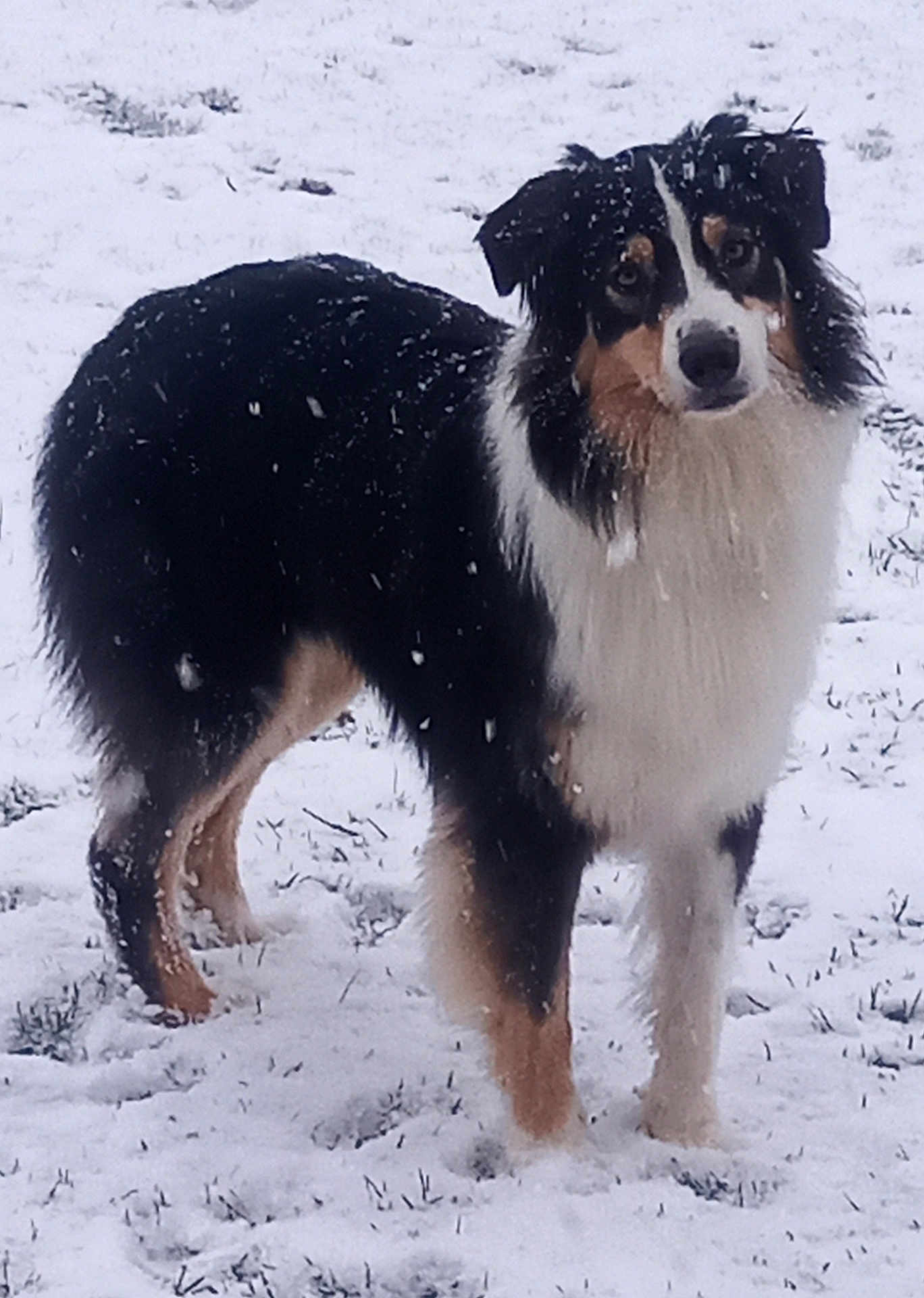 Ulysse participe au concours pour gagner de l'argent avec cette photo : dog, snow, outdoor, animal, fur, black, white, tan, grass, winter, canine, pet, nature, cold, snowflakes, mammal, standing, looking, alert, curious