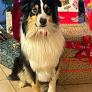 Ulysse a rejoint le concours — aidez-le/la à gagner de superbes lots ! animal, black, brown, celebration, christmas, christmas_tree, cute, decoration, dog, festive, floor_tile, fur, gift, holiday, indoor, pet, present, ribbon, sitting, white