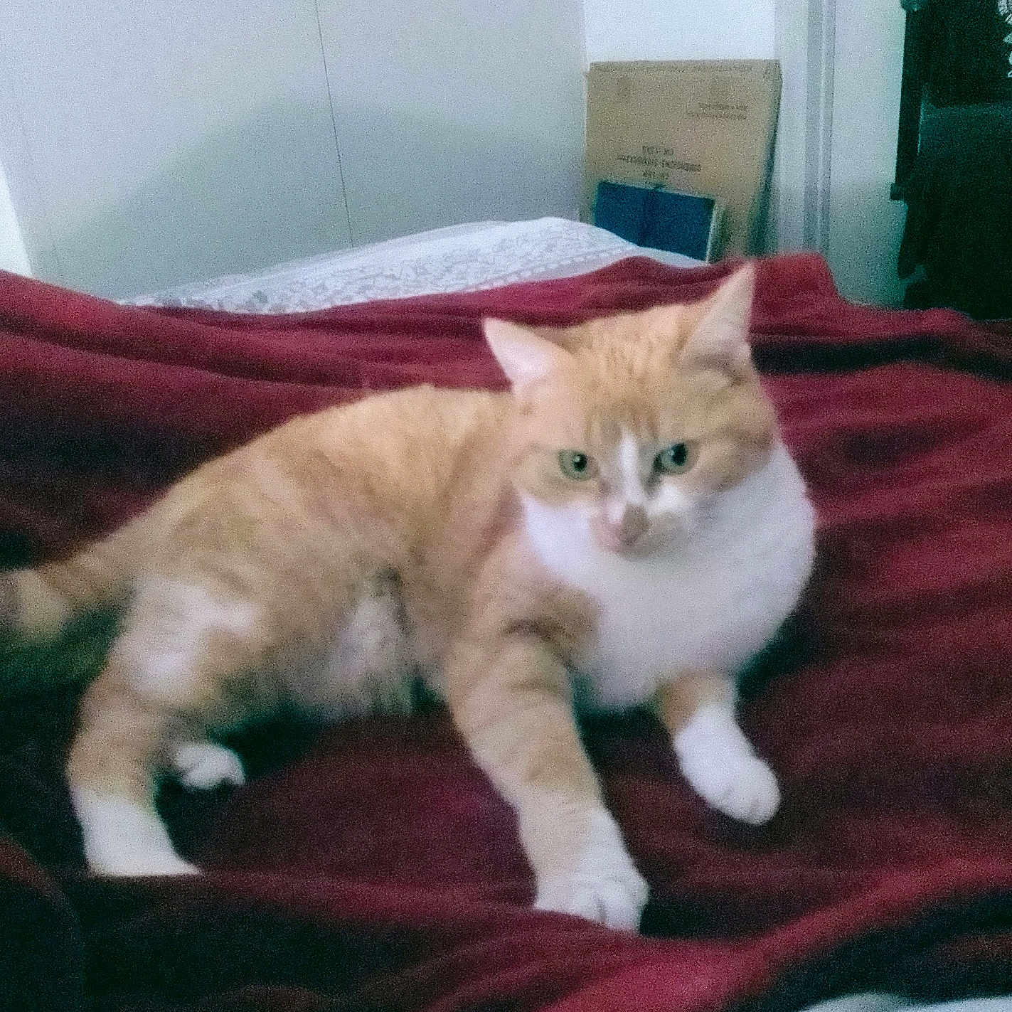 Shiva participe au concours pour gagner de l'argent avec cette photo : abyssinian, animal, bed, bedroom, blanket, cat, couch, cushion, face, furniture, head, homedecor, indoors, kitten, manx, person, pet, quilt, room, sleeping