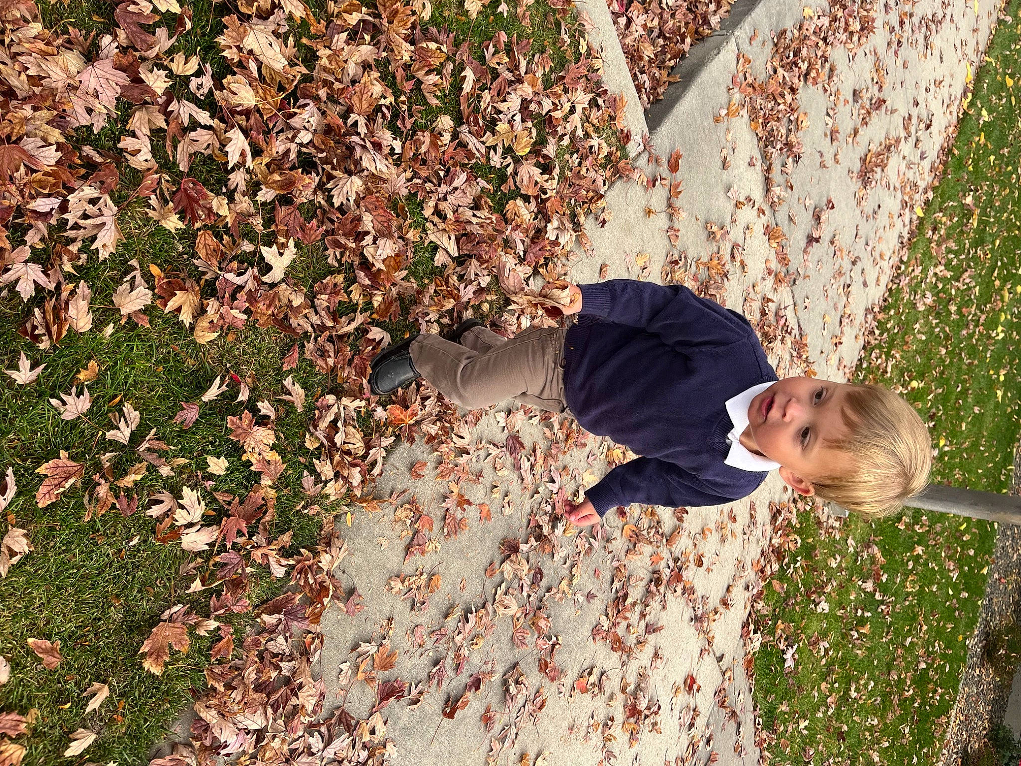 Kit is registered to the contest to win money with this photo: autumn, botany, branch, deciduous, fun, grass, groundcover, happy, leisure, pattern, people_in_nature, person, plant, shadow, shrub, soil, toddler, tree, wood, woody_plant