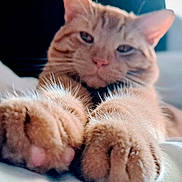 Ninja is registered to the contest to win money with this photo: animal, bed, blanket, cat, closeup, comfort, cozy, cute, feline, fur, indoor, mammal, orange_tabby, paws, pet, relaxed, resting, sleepy, soft_focus, whiskers