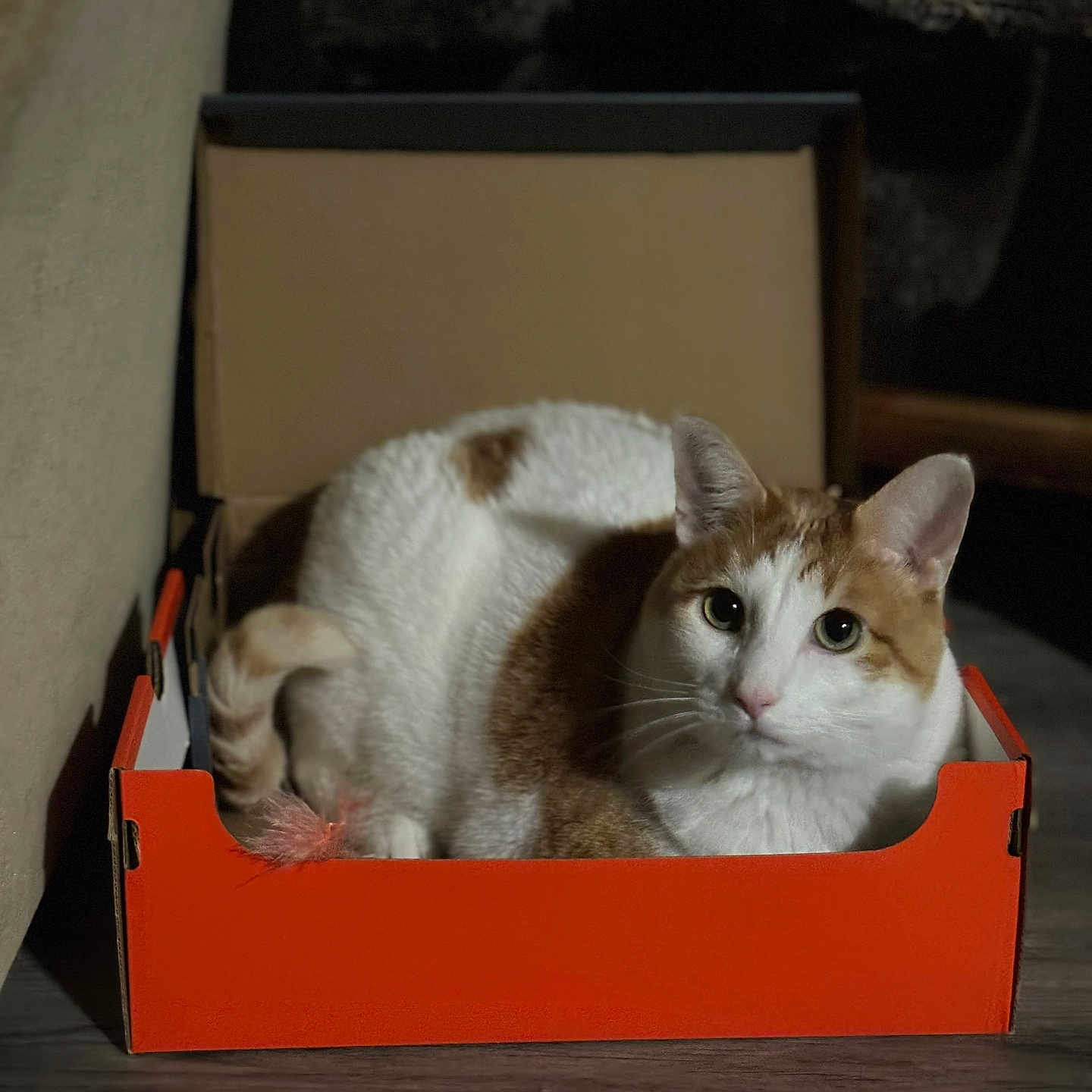 Frank joined the competition — help win amazing prizes! animal, box, cardboard, cat, cozy, curious_eyes, cute, domestic_cat, ears, feline, indoor, looking_at_camera, mammal, orange_box, pet, relaxed, sitting, whiskers, white_and_orange_fur, wooden_floor
