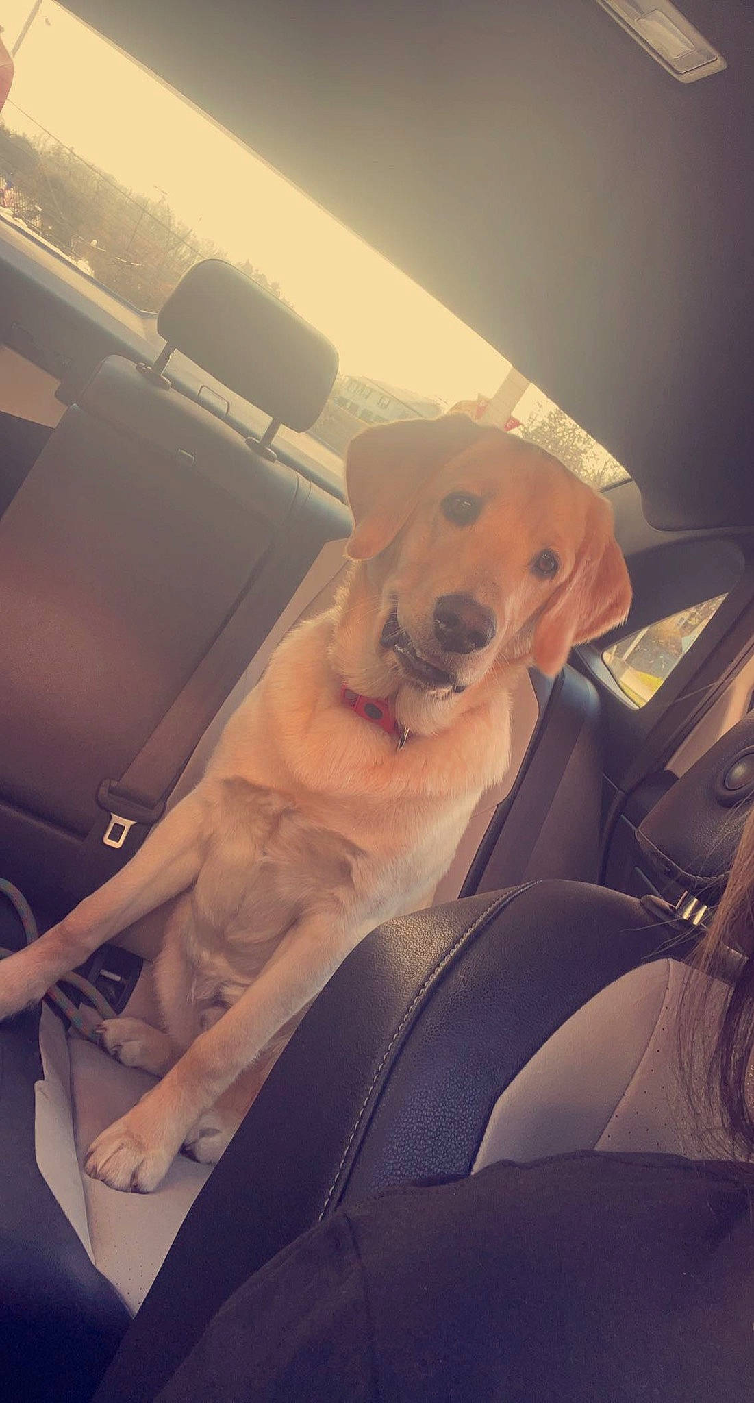 Coop joined the competition — help win amazing prizes! automotive_design, automotive_exterior, automotive_lighting, car, carnivore, cloud, companion_dog, dog, dog_breed, fawn, happy, hood, mammal, motor_vehicle, snout, tints_and_shades, vehicle, vehicle_door, vertebrate, windscreen_wiper