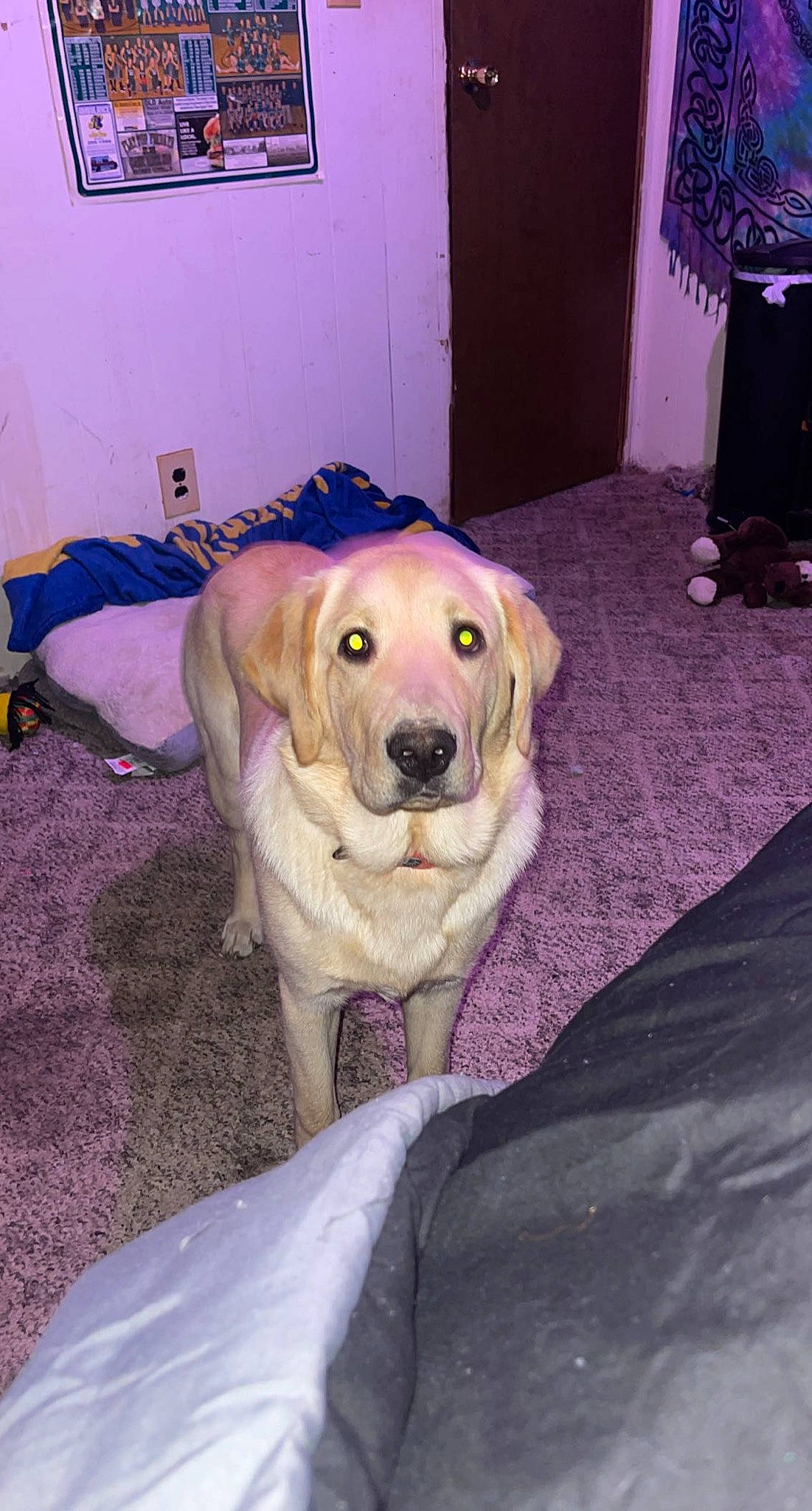 Coop joined the competition — help win amazing prizes! canidae, carnivore, companion_dog, dog, dog_breed, dog_supply, fawn, floor, flooring, fur, guard_dog, gun_dog, labrador_retriever, non_sporting_group, picture_frame, purple, retriever, snout, sporting_group, working_animal