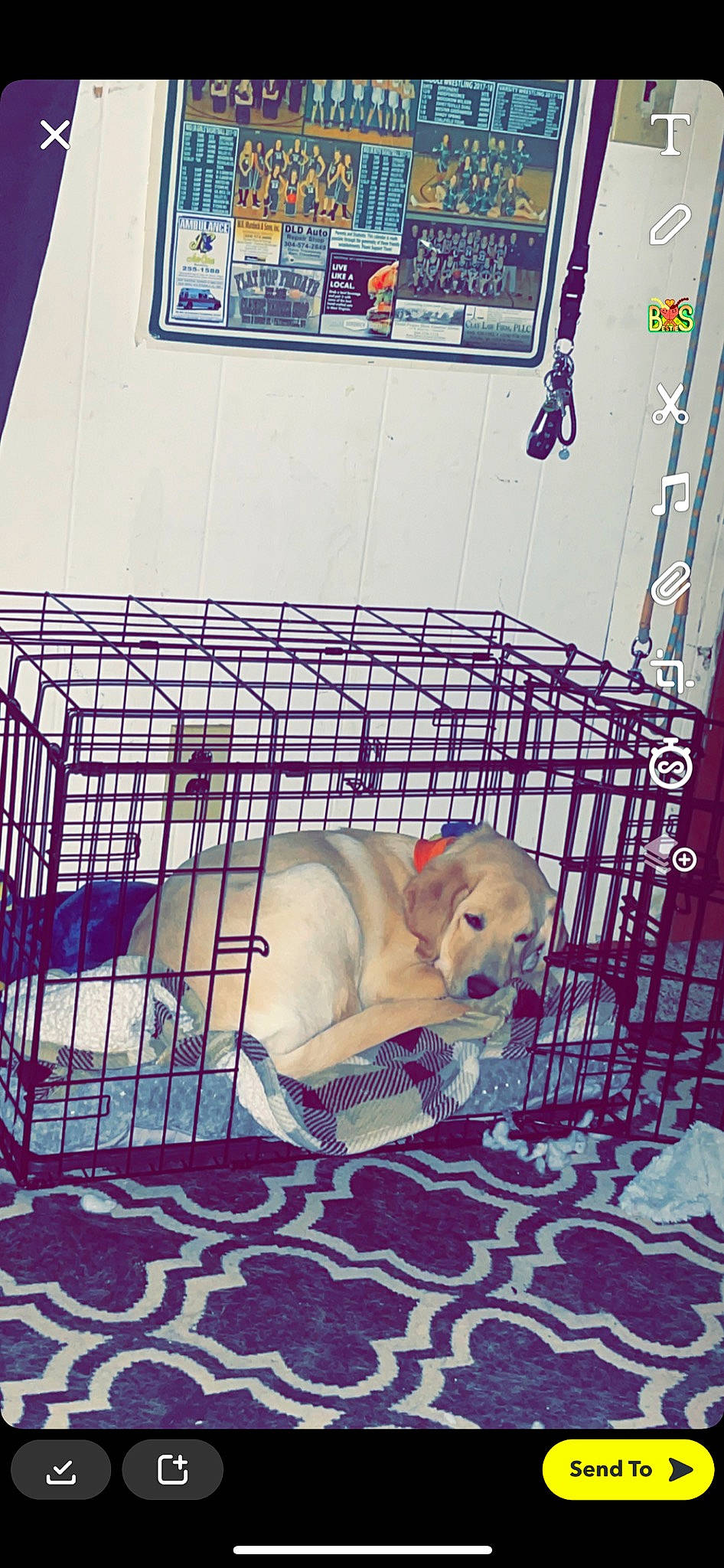 Coop is registered to the contest to win money with this photo: animal_shelter, cage, carnivore, companion_dog, dog, dog_breed, dog_crate, dog_supply, doghouse, fawn, kennel, mammal, pet_supply, product, service, snout, tail, toy, vertebrate, working_animal