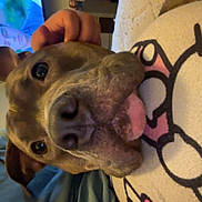 Louie is registered to the contest to win money with this photo: dog, close_up, tongue_out, pet, hand, blanket, cartoon, indoor, television, person, brown_dog, face, snout, ears, fur, couch, living_room, relaxed, playful, animal