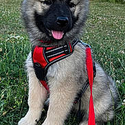 Altea participe au concours pour gagner de l'argent avec cette photo : puppy, dog, grass, red_harness, red_leash, outdoor, greenery, happy, sitting, ears, snout, young, nature, sunlight, tree, leash, pet, animal, cute, canine