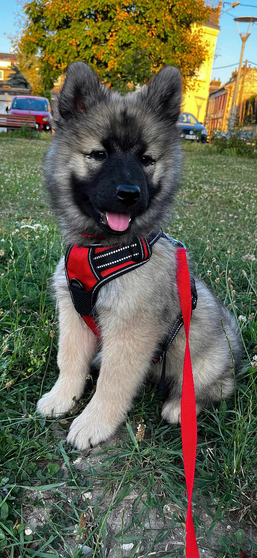 Altea participe au concours pour gagner de l'argent avec cette photo : puppy, dog, grass, red_harness, red_leash, outdoor, greenery, happy, sitting, ears, snout, young, nature, sunlight, tree, leash, pet, animal, cute, canine