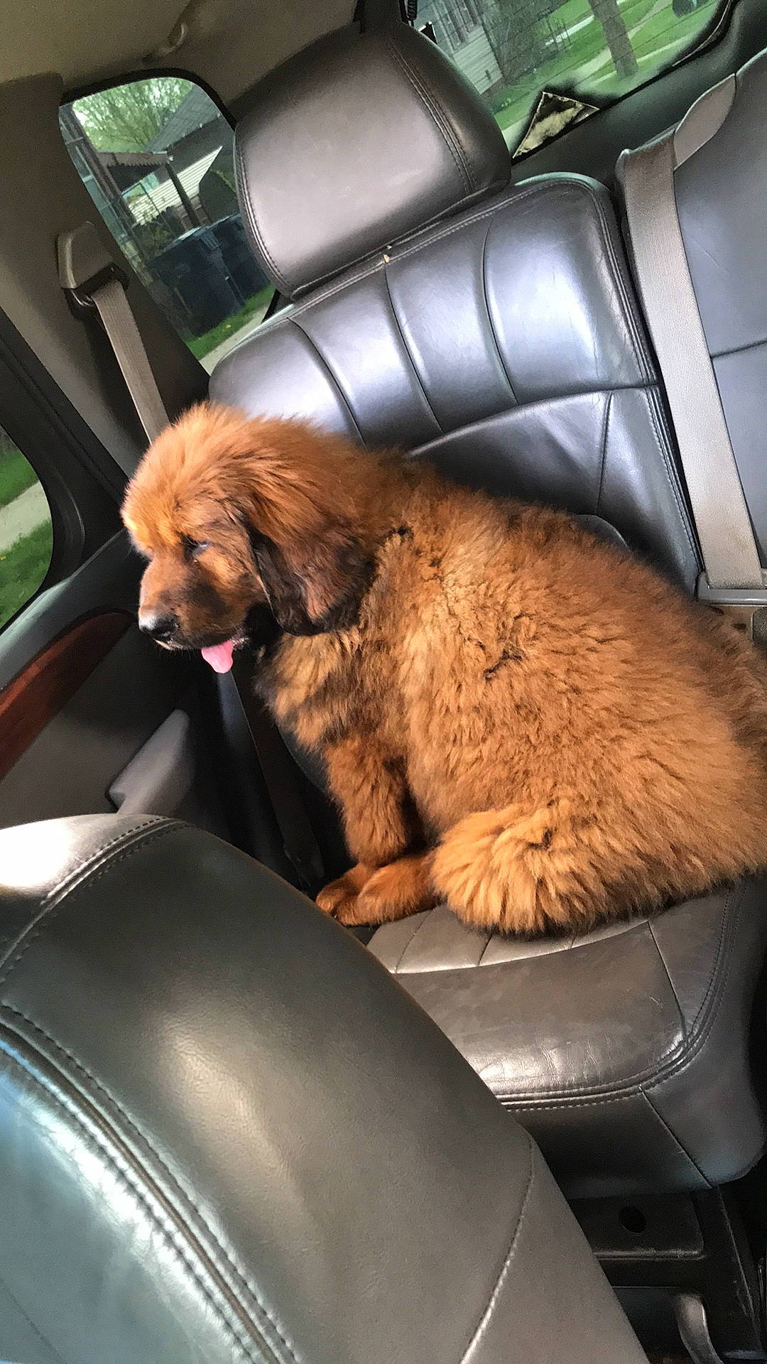 Thor is registered to the contest to win money with this photo: auto_part, automotive_design, automotive_exterior, automotive_mirror, car, car_seat, car_seat_cover, carnivore, comfort, companion_dog, dog, dog_breed, liver, motor_vehicle, personal_luxury_car, snout, steering_wheel, tints_and_shades, vehicle_door, windshield