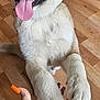 Zeus is registered to the contest to win money with this photo: animal, close_up, companion, cute, dog, friendly, fur, hand, happy, indoor, orange_nails, orange_watch, paws, person, pet, playful, puppy, tattoo, tongue_out, wooden_floor
