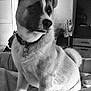 Zeus joined the competition — help win amazing prizes! animal, bed, bedroom, black_and_white, calm, canine, collar, cozy, dog, domestic, fur, furniture, home, indoor, looking_away, pet, portrait, quiet, resting, soft_light