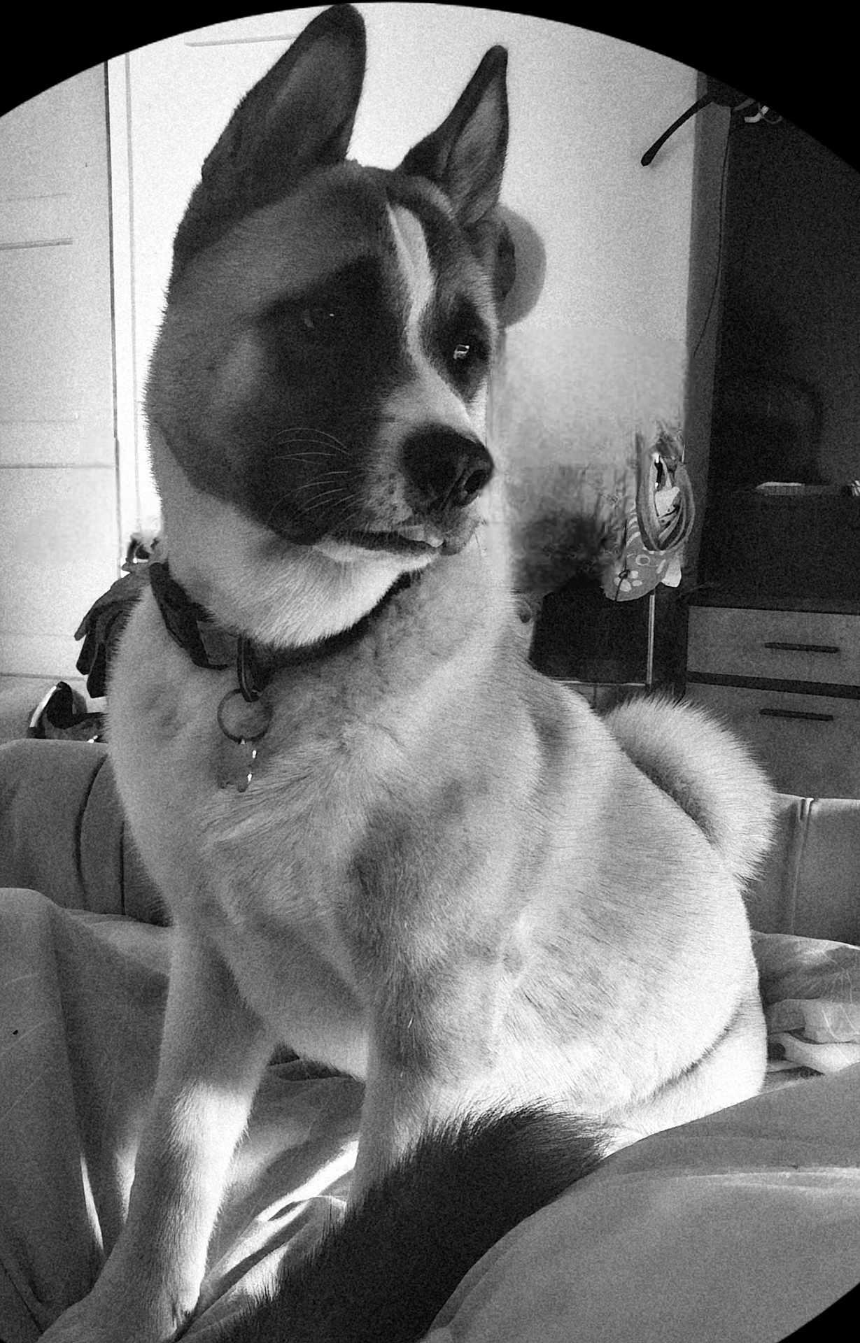 Zeus