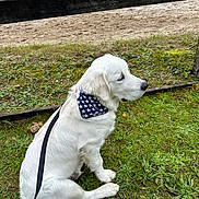 Aston a rejoint le concours — aidez-le/la à gagner de superbes lots ! animal, bandana, calm, canine, companion, daytime, dog, equestrian_course, field, grass, greenery, jumping_obstacles, leash, mammal, nature, outdoor, pet, sitting, white_dog, wooden_fence