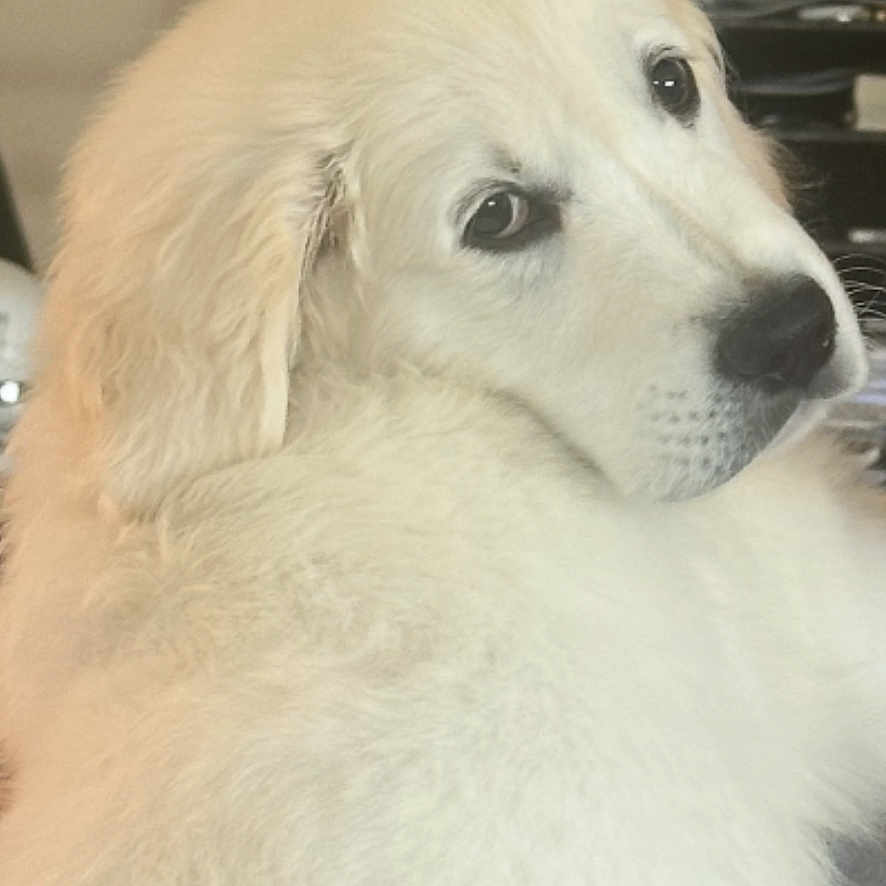 Aston a rejoint le concours — aidez-le/la à gagner de superbes lots ! animal, canine, closeup, companion, cute, dog, domestic, ears, face, fluffy, friendly, fur, human_hand, indoor, looking_back, nose, pet, portrait, soft, white