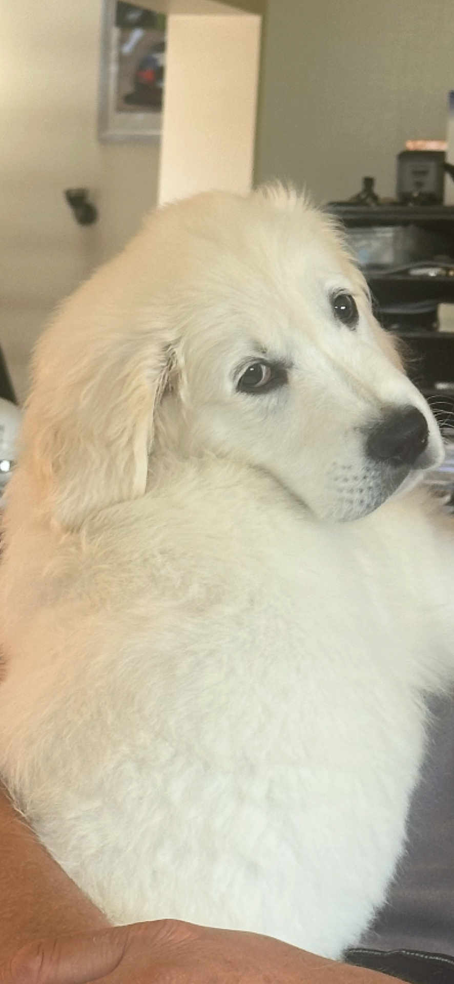 Aston a rejoint le concours — aidez-le/la à gagner de superbes lots ! dog, white, fluffy, pet, animal, indoor, portrait, closeup, canine, fur, cute, looking_back, face, ears, nose, human_hand, domestic, friendly, companion, soft