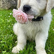 Aston participe au concours pour gagner de l'argent avec cette photo : puppy, dog, flower, rose, grass, outdoor, cute, white_fur, pet, collar, nature, young_dog, adorable, closeup, animal, greenery, spring, fluffy, portrait, grass_field