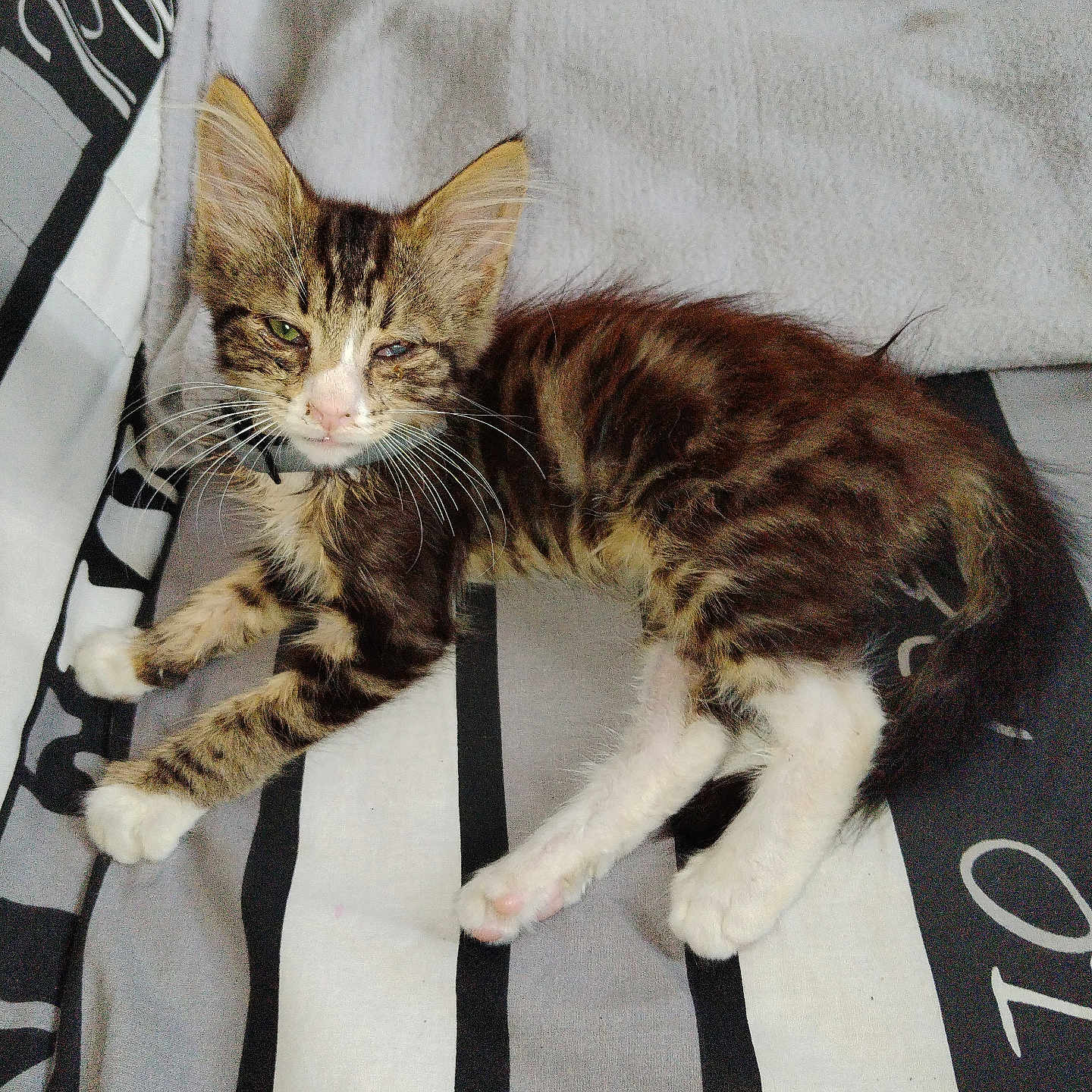 Litchi a rejoint le concours — aidez-le/la à gagner de superbes lots ! kitten, cat, tabby, paw, collar, striped_blanket, towel, resting, lying_down, pet, fur, whiskers, indoor, young_cat, cute, animal, small, sleepy, feline, closeup