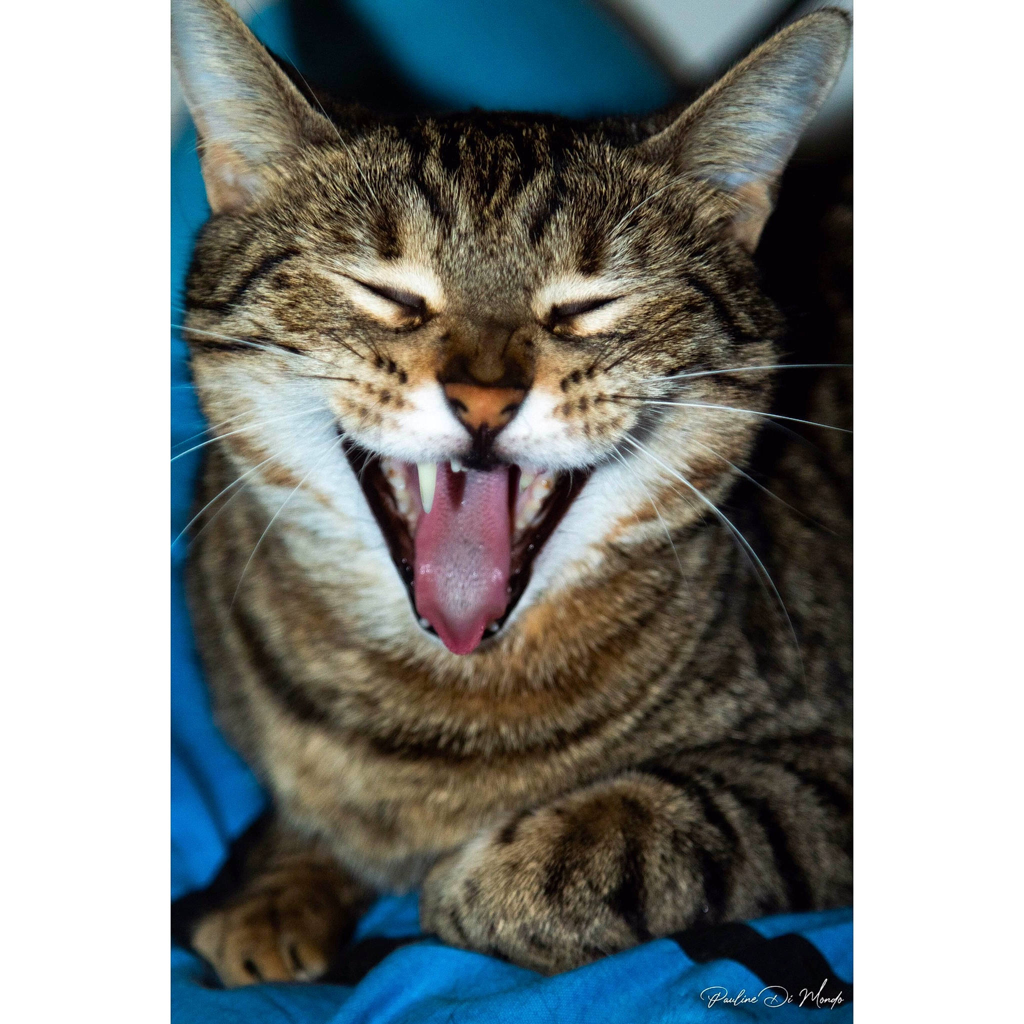 Loop participe au concours pour gagner de l'argent avec cette photo : california_spangled, carnivore, cat, domestic_short_haired_cat, dragon_li, european_shorthair, eye, facial_expression, felidae, kitten, mouth, nose, organ, sky, small_to_medium_sized_cats, snapshot, snout, tabby_cat, whiskers, yawn