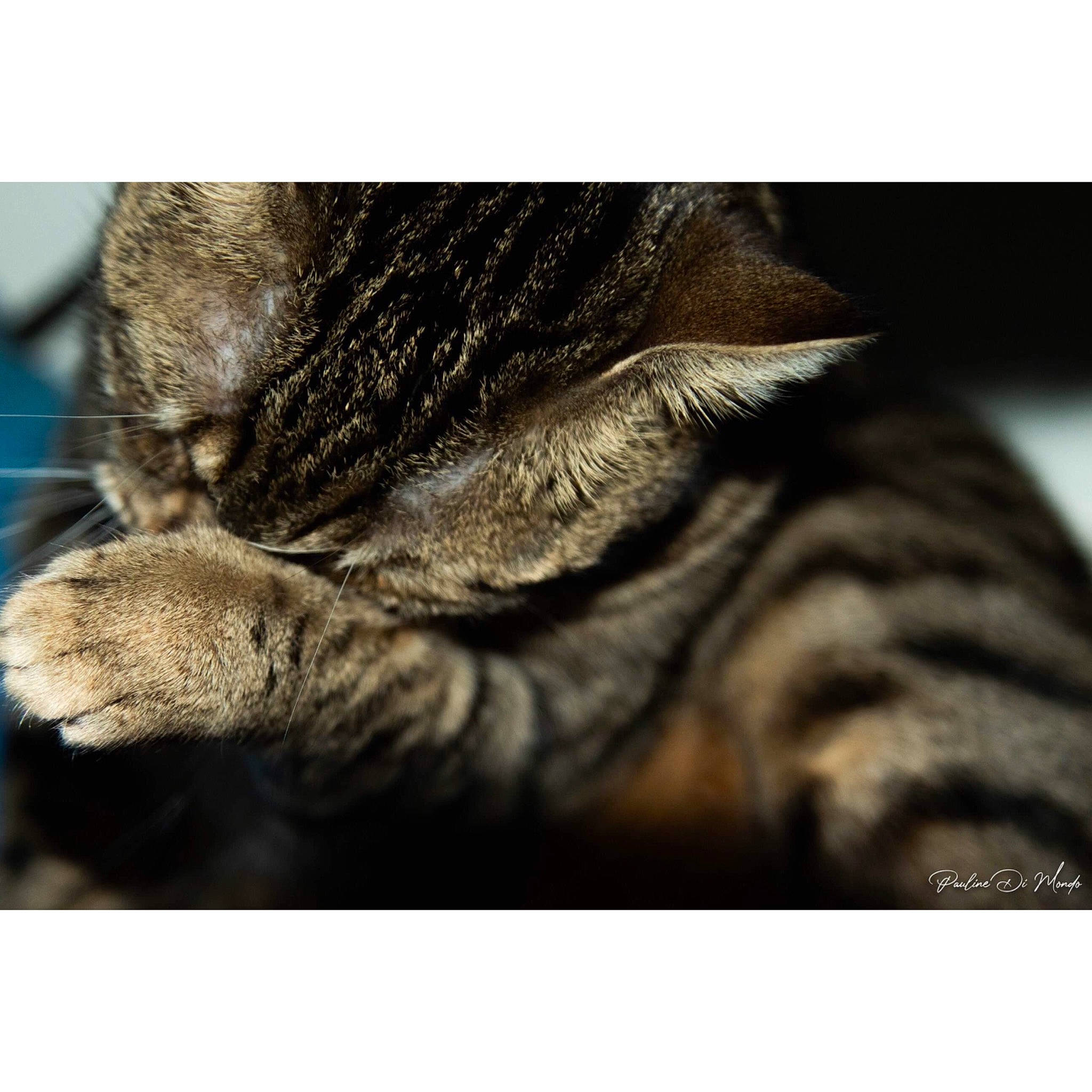 Loop a rejoint le concours — aidez-le/la à gagner de superbes lots ! american_shorthair, carnivore, cat, claw, close_up, ear, european_shorthair, eye, felidae, fur, hand, kitten, nose, paw, photography, small_to_medium_sized_cats, snout, stock_photography, tabby_cat, whiskers