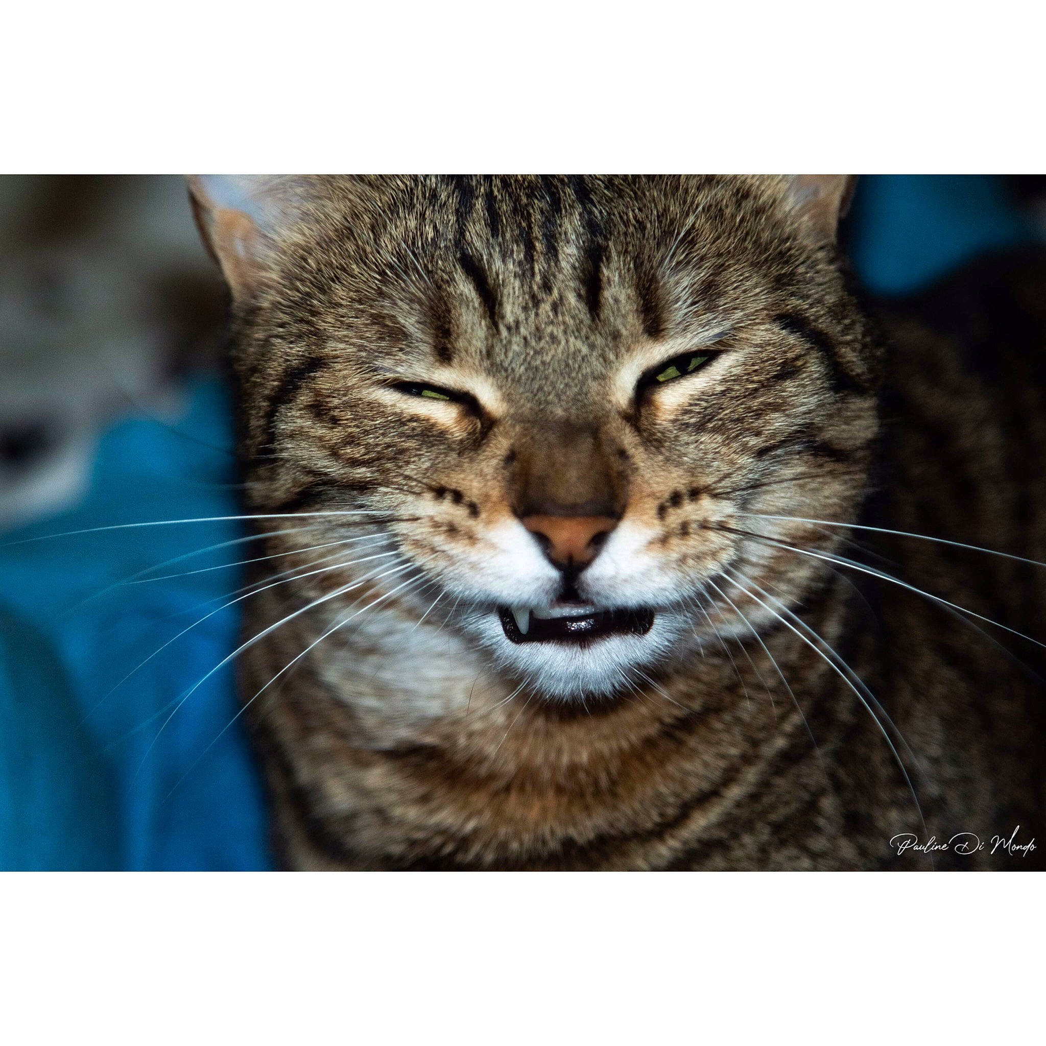 Loop participe au concours pour gagner de l'argent avec cette photo : american_shorthair, asian, carnivore, cat, close_up, domestic_short_haired_cat, dragon_li, european_shorthair, eye, felidae, mammal, pixie_bob, sky, small_to_medium_sized_cats, snapshot, snout, tabby_cat, whiskers, wild_cat, wildlife